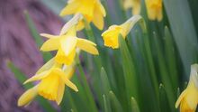 Ostern - das Lebenszeichen Gottes: Bääm!
