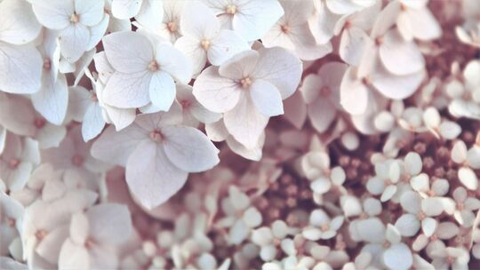 Olesia misty 298105 unsplash