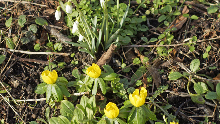 Winterlinge (Foto: Bruhn)
