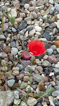 <a href="/nachrichten/artikel/nachricht/wort-zur-woche-rufe-zum-jubeln-und-zu-hilfe.html" target="_self">Wort zur Woche: "Rufe zum Jubeln und zu Hilfe"</a>