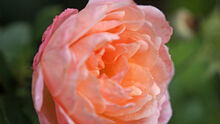 Wort zur Woche: "Eine Rose"