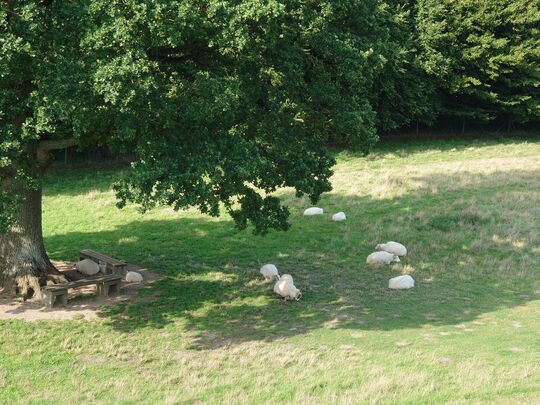 Schafe unter Baum