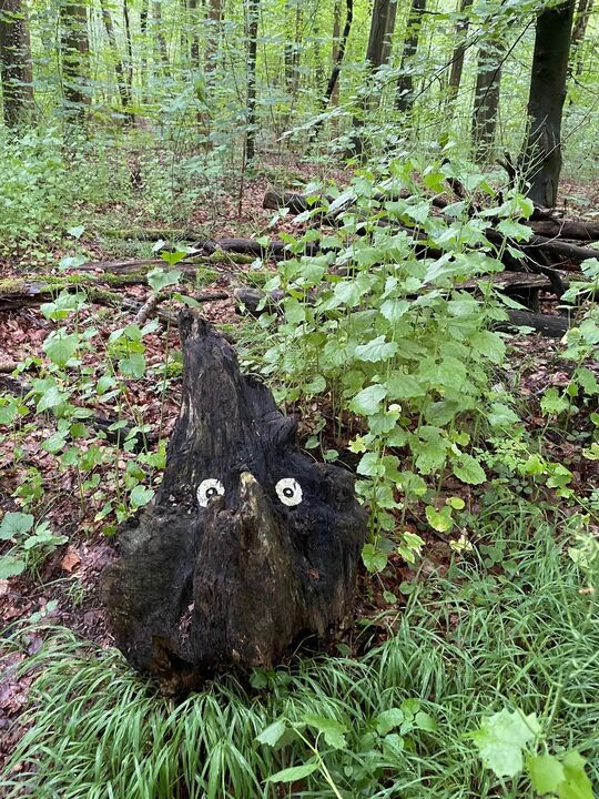 Augen auf Baumstumpf