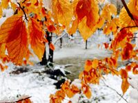 <a href="/nachrichten/artikel/nachricht/kleine-auszeit-blattgold.html" target="_self">Kleine Auszeit: &quot;Blattgold&quot;</a>