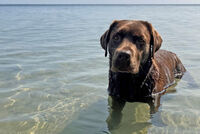 <a href="/nachrichten/artikel/nachricht/tiergottesdienst-am-piratennest.html" target="_self">Tiergottesdienst am Piratennest </a>