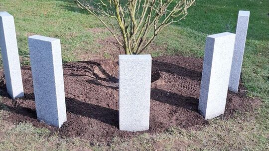 Japanischer Hartriegel