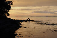 <a href="/nachrichten/artikel/nachricht/kleine-auszeit-tiere-ein-geschenk-der-schoepfung.html" target="_self">Kleine Auszeit: &quot;Tiere – ein Geschenk der Schöpfung&quot;</a>