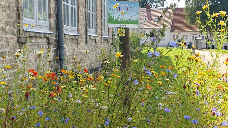 Die blühende Wiese an der Kirchenkreisverwaltung (Foto: Sandra Limke)