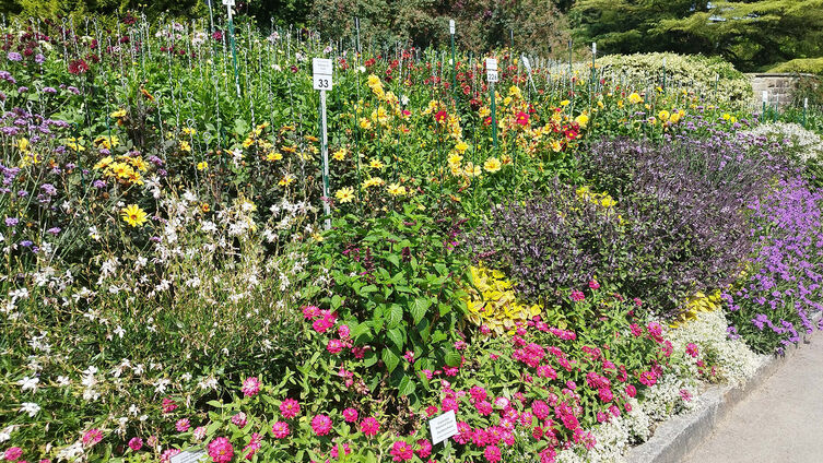 Blumen auf der Insel Mainau (Foto: Pfeifer)