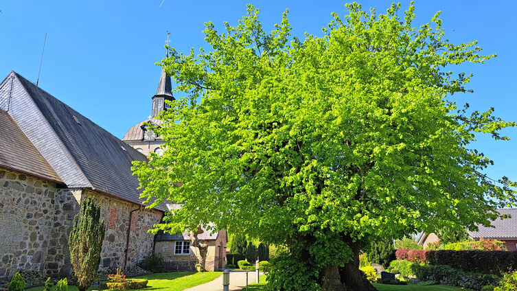 Reformationslinde Steinbergkirche (Foto: Birgit Hinsche)
