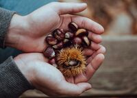 <a href="/nachrichten/artikel/nachricht/kleine-auszeit-dringend-gesucht-die-lieblingskastanie.html" target="_self">Kleine Auszeit: "Dringend gesucht: Die Lieblingskastanie"</a>