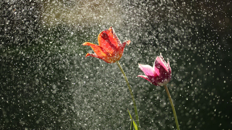 Foto: Michael Podger, unsplash