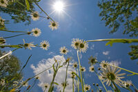 <a href="/nachrichten/artikel/nachricht/kleine-auszeit-die-gaensebluemchen-hochdruecken.html" target="_self">Kleine Auszeit: &quot;Die Gänseblümchen hochdrücken&quot;</a>