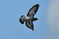 <a href="/nachrichten/artikel/nachricht/demonstration-mit-anschliessendem-friedensgebet-im-dom.html" target="_self">Demonstration mit anschließendem Friedensgebet</a>