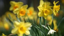 Kleine Auszeit: "Ostern - das einzig weibliche germanische Fest?"