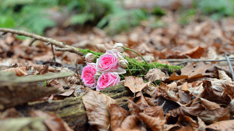 Foto: Lotz
