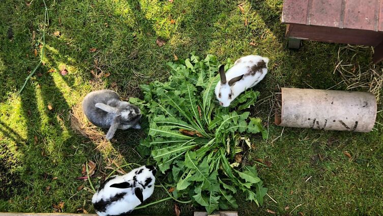 Kaninchen