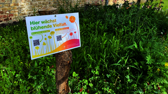 blühwiese