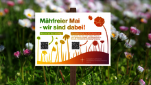 Mähfreier Mai: Wirksamer Beitrag für den Schutz von Artenvielfalt