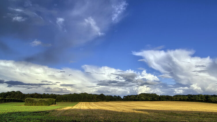 Abgeerntet Feld Herbst Haalbeck