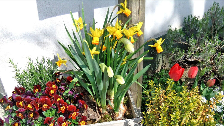 Fruehling in Weinkiste christine matzen16 xlarge 1534151453