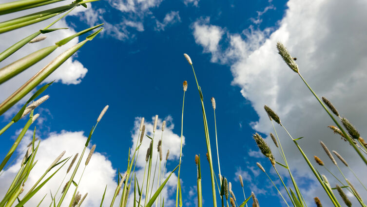 Wiese Wolken Blauer Himmel Foto Haalbeck