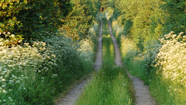 Wege michael haalbeck 01
