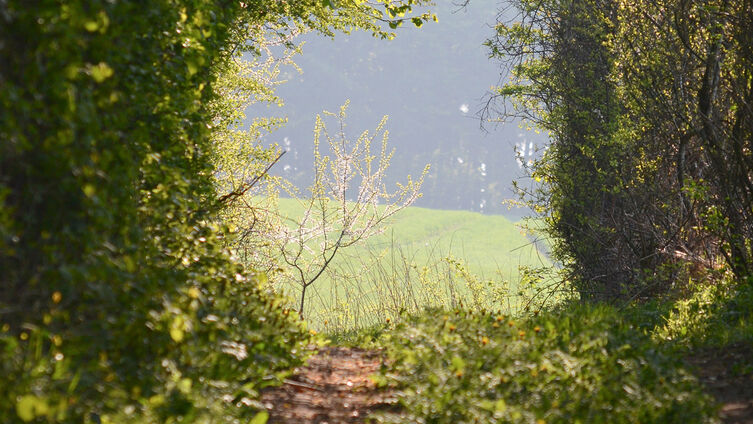 Weg Michael Haalbeck