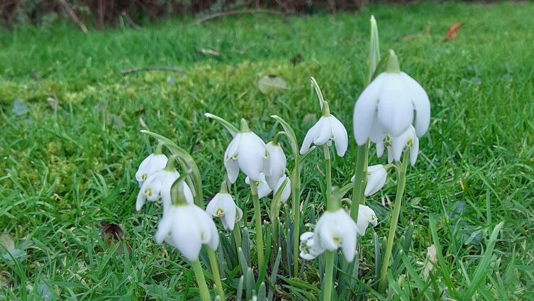 Schneeglockchen