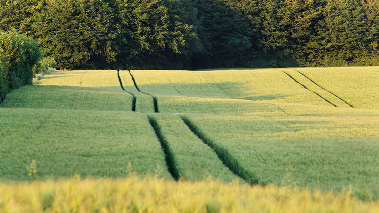 Sommer michael haalbeck 002