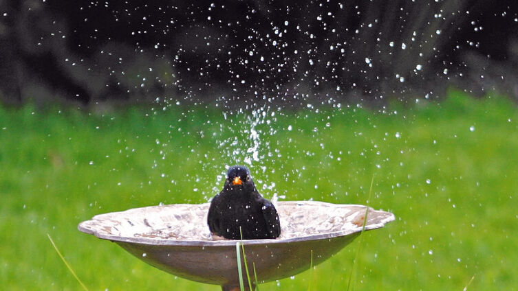 Amsel Vogelbad